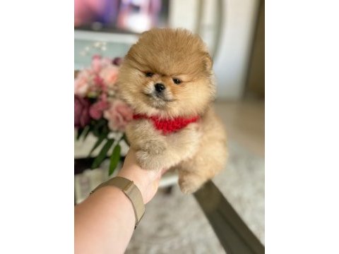 Orijinal ayı sürat üst kalite pomeranian