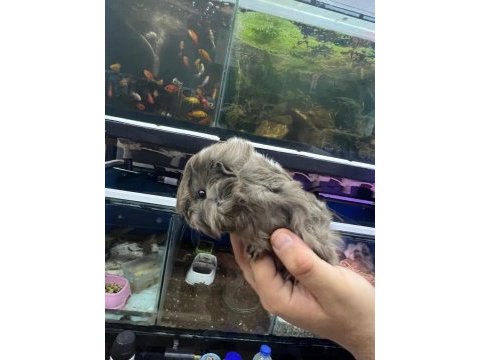 Prehistoricpets garantisi ile guinea pig