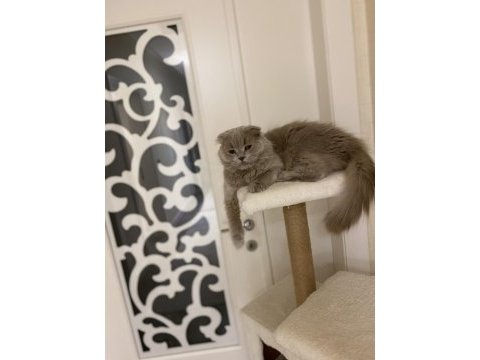 Ücretsiz kedimiz scottish fold