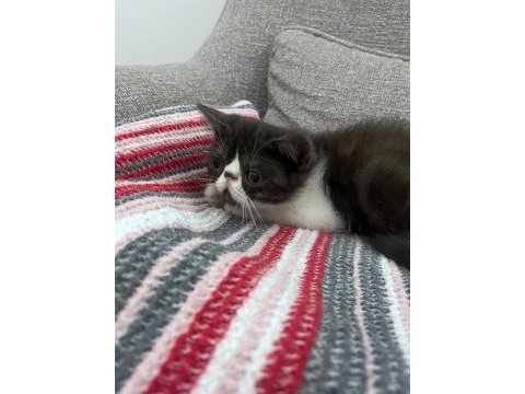 Safkan exotic yavrularımız