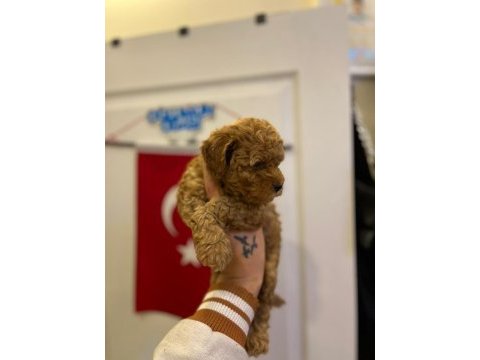 Toy poodle bebeğimiz