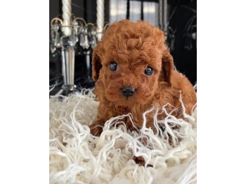 Güzelliğin tanımı toy poodle 