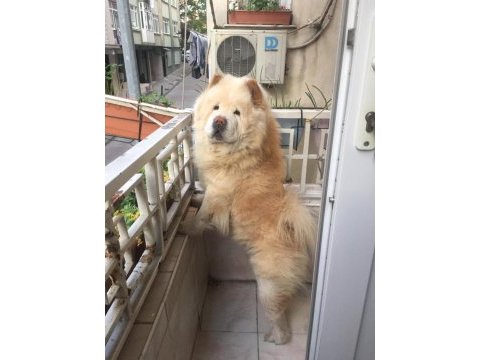 Maddi sıkıntılardan dolayı sahiplendirmek için çin aslanı