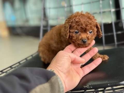 Show kalite tea cup kore toy poodle ziyarete açık