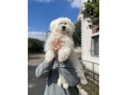 9 aylık erkek 0 numara terrier maltese