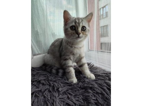 British shorthair yavru