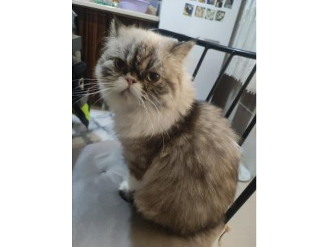 Exotic longhair kızıma eş arıyorum