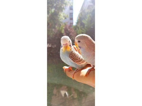 Öğretmenden evde beslenen temiz ve bakımlı muhabbet kuşları
