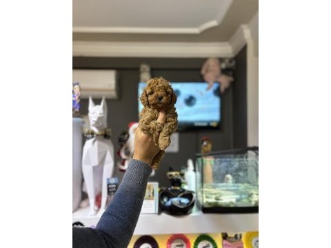 Poodle prensesler