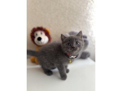 British shorthair gri yavru