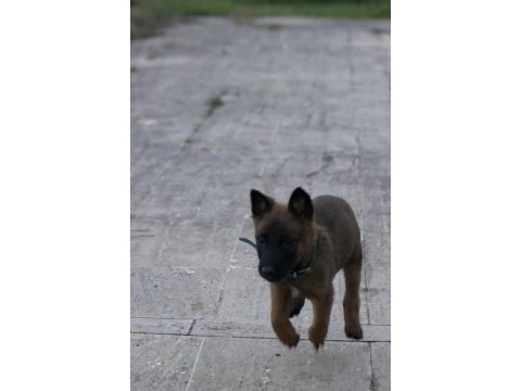 Mükemmel kan hattı ırk garantili şecereli malinois yavrular