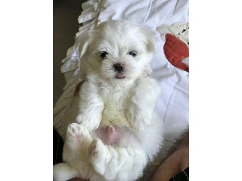 Maltese 2 aylık erkek yavrum