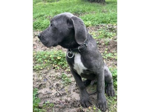 Has cane corso erkek yavru
