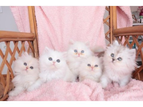 Safkan british longhair bebekler