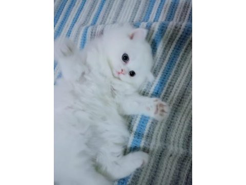 British longhair erkek