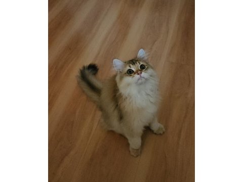 Golden british longhair bebeğimiz