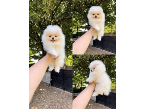 Pomeranian boo yavrular