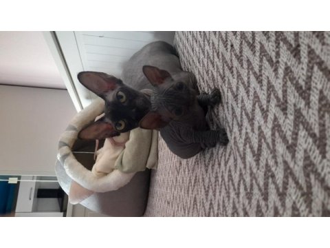 Die besten sphynx der welt