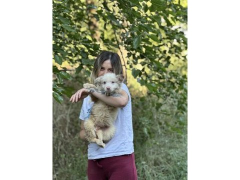 Özel renklere sahip border collie kızımız