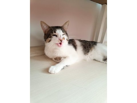 Acil sahiplendirme kedimiz