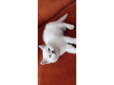 Son blue point british shorthair prensi