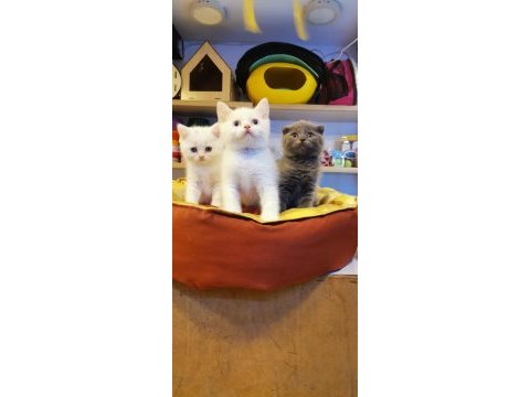 Yavrular telsim hazır kalite sağlıklı british shorthair