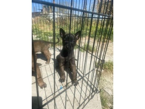 Koyu maskeli a kalite malinois yavrular