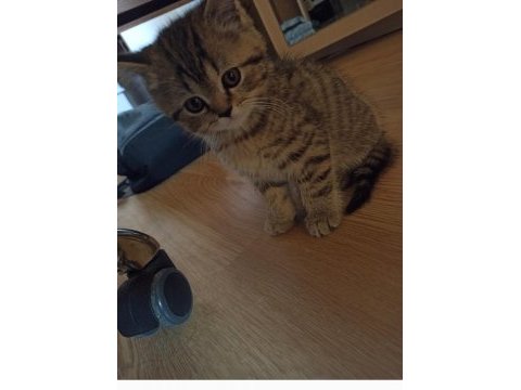3 aylık dişi british shorthair