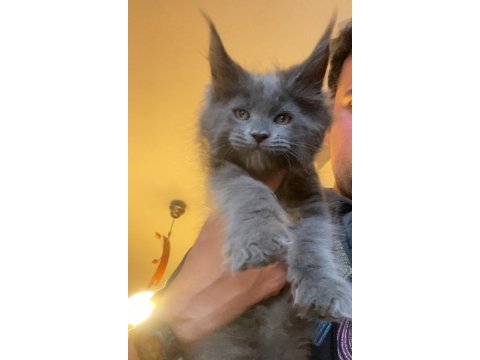 Xxxl 2 erkek yavru maine coon