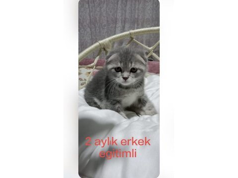 Erkek scottish fold