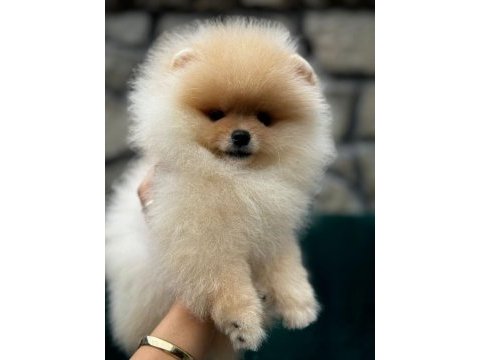 Yasal çiftlikte ziyarete açık pomeranian boo
