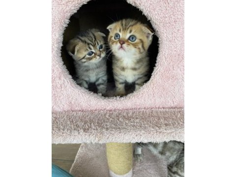 Safkan scottish fold doll face yavrularimiz
