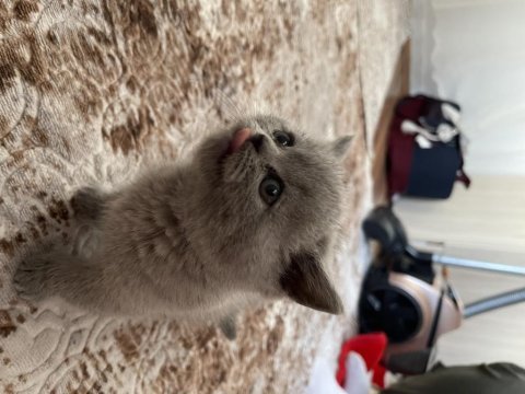British shorthair yavrular
