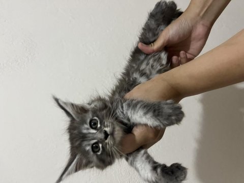 Scr li ve üretim izinli dev main coon bebekler