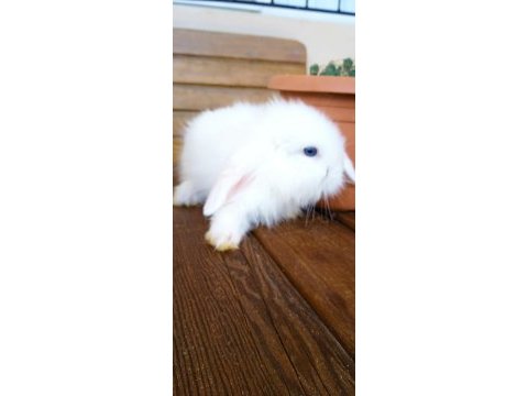 Teddy lop tavşanı yavrular