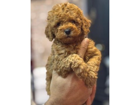Mükemmel bebek yüzlü toy poodle bebeklerimiz