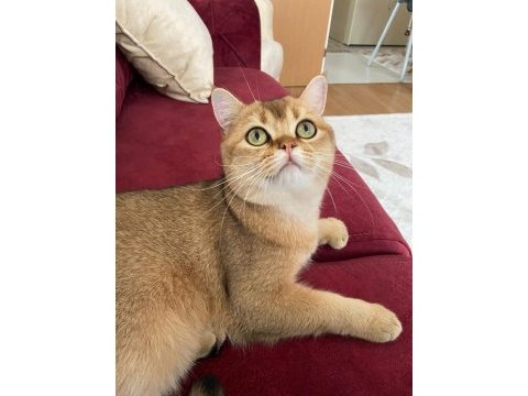 British shorthair golden