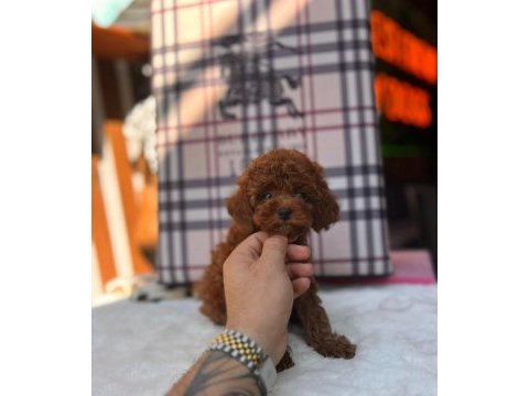 Teacup kore kan red brown toy poodle yavrular