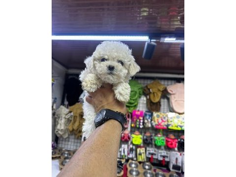 Koyu renk ve beyaz renk poodle yavrular hazır