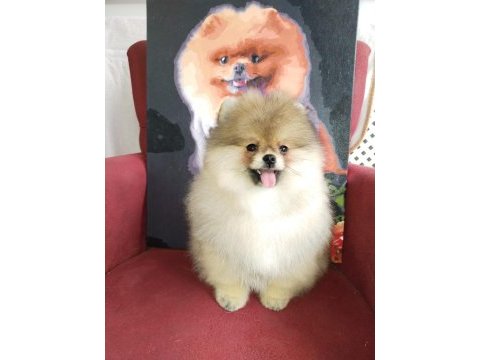 4 aylık yavru pomeranian boo