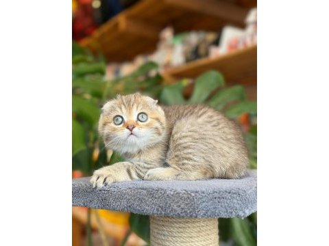 Sağlık ve ırk garantili scottish fold