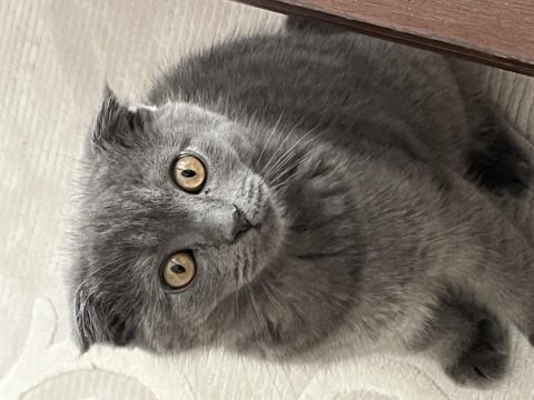 Sevimli kız scottish fold
