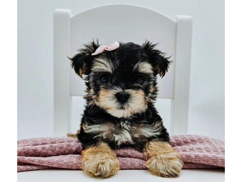 Teacup birbirinden tatlı morkie yavrular