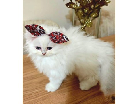 Scottish fold bebeklerimiz yuvalarını arıyor