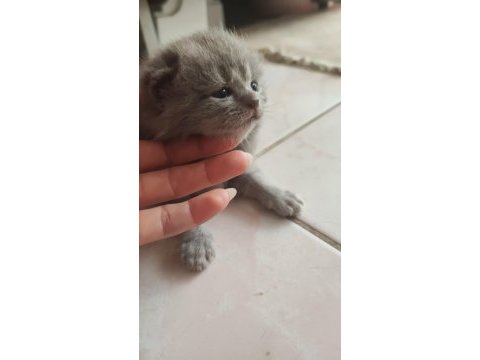 Rezerveye açık yavrular british shorthair