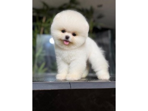 Kore pomeranian kar beyaz boo
