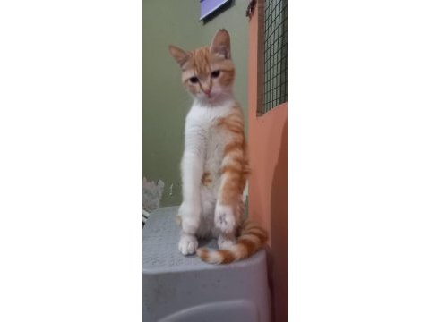Ücretsiz cins kediler ve köpekler yuva arıyor