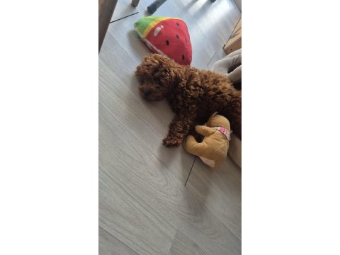 Toy poodle köpeği