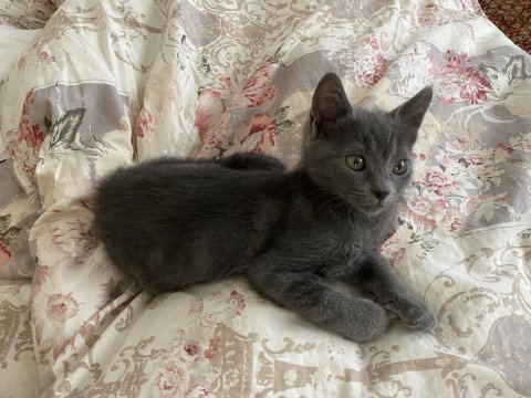 Yavru 3 aylık british shorthair kediler