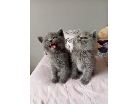 British shorthair kedimiz